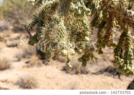 Cholla cactus with green fruit in Saguaro National Park Cholla cactus with green fruit in Saguaro National Park 142733702