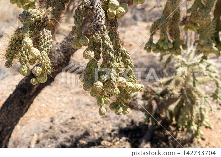 Cholla cactus with green fruit in Saguaro National Park Cholla cactus with green fruit in Saguaro National Park 142733704