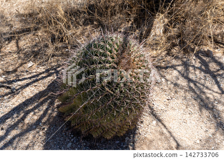 Barrel cactus with spines on dry ground in Saguaro National Park, Arizona Barrel cactus with spines on dry ground in Saguaro National Park, Arizona 142733706