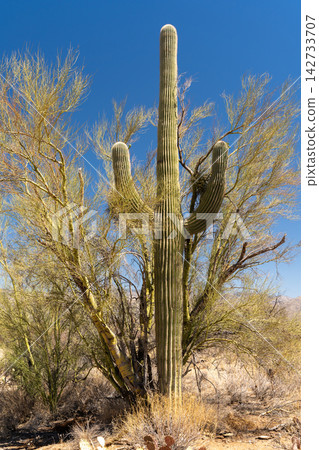 Saguaro cactus and Palo Verde tree against blue sky in Arizona desert Saguaro cactus and Palo Verde tree against blue sky in Arizona desert 142733707