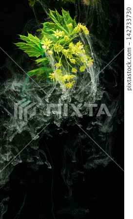 Green branch with yellow blossoms suspended in smoky water against black background Green branch with yellow blossoms suspended in smoky water against black background 142733730