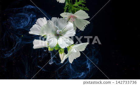 Closeup of white hollyhock blossoms with delicate petals and water droplets against dark smoky background Closeup of white hollyhock blossoms with delicate petals and water droplets against dark smoky background 142733736