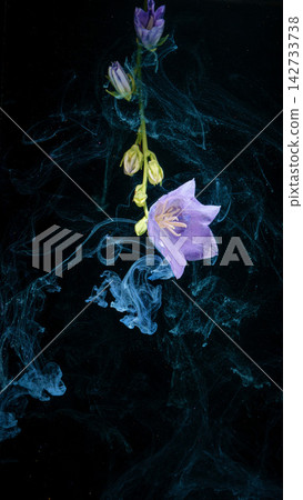 Purple bellflower with open blossom and buds, surrounded by swirling blue ink trails on black background Purple bellflower with open blossom and buds, surrounded by swirling blue ink trails on black background 142733738