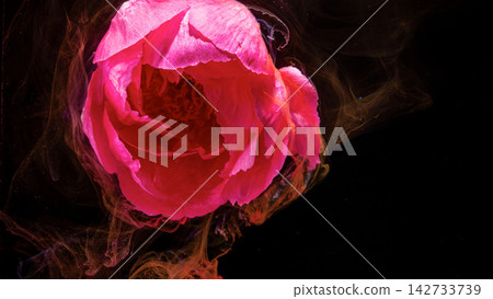 Closeup of vibrant pink peony petal layers with swirling colored smoke on black background Closeup of vibrant pink peony petal layers with swirling colored smoke on black background 142733739