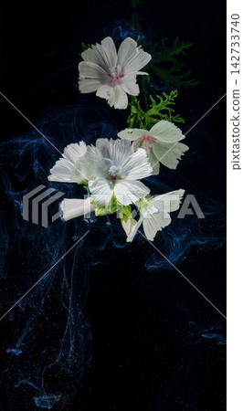 White mallow flowers with water droplets and green foliage floating against black background with swirling blue smoke White mallow flowers with water droplets and green foliage floating against black background with swirling blue smoke 142733740