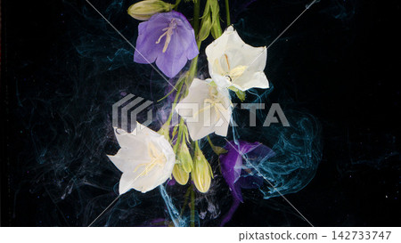 White and purple bellflowers submerged in swirling blue ink on dark water background White and purple bellflowers submerged in swirling blue ink on dark water background 142733747