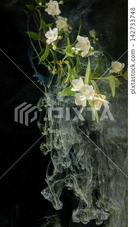 White jasmine blossoms with swirling pale smoke and gold sparkles on black background White jasmine blossoms with swirling pale smoke and gold sparkles on black background 142733748