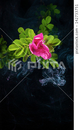 Pink wild rose blossom close-up with green leaves on dark smoky background, dramatic vapor Pink wild rose blossom close-up with green leaves on dark smoky background, dramatic vapor 142733751