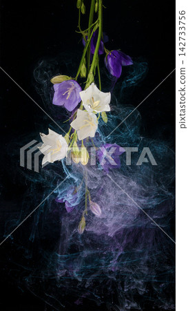 Hanging white and purple bellflowers surrounded by swirling colored ink against black background Hanging white and purple bellflowers surrounded by swirling colored ink against black background 142733756