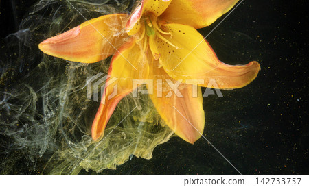 Closeup yellow lily petal detail with drifting pollen and smoke on black background Closeup yellow lily petal detail with drifting pollen and smoke on black background 142733757