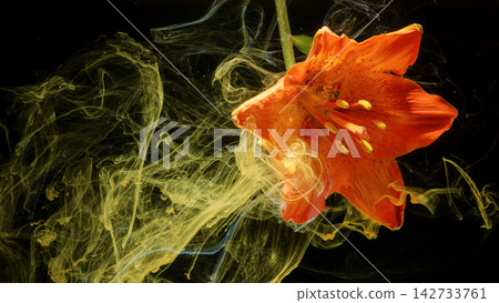Closeup orange lily bloom surrounded by swirling yellow ink on dark black background Closeup orange lily bloom surrounded by swirling yellow ink on dark black background 142733761
