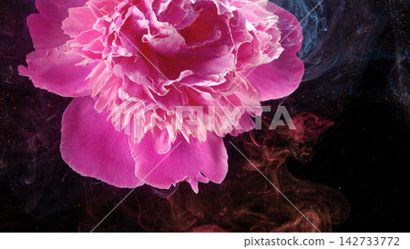 Closeup pink peony bloom with ruffled petals, smoky dark background, and gold flecks Closeup pink peony bloom with ruffled petals, smoky dark background, and gold flecks 142733772