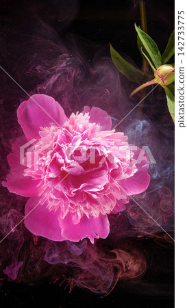 Pink peony blossom bloom with bud and swirling colored smoke on black background Pink peony blossom bloom with bud and swirling colored smoke on black background 142733775