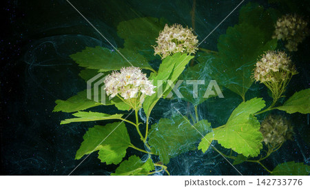 White spirea flower clusters with green leaves against dark textured background closeup White spirea flower clusters with green leaves against dark textured background closeup 142733776