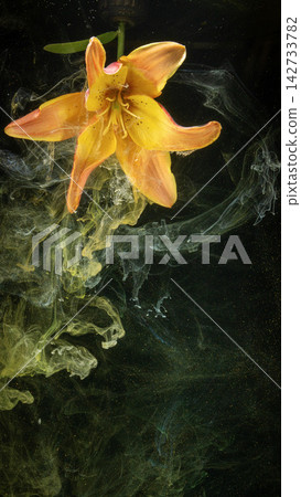 Yellow orange lily flower suspended in dark liquid with swirling pigment and glowing particles on black background Yellow orange lily flower suspended in dark liquid with swirling pigment and glowing particles on black background 142733782