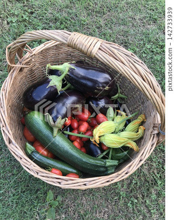用籃子採摘新鮮的夏季蔬菜 用籃子採摘新鮮的夏季蔬菜 142733939