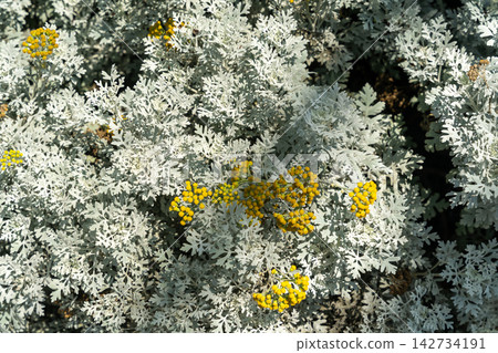 Silver Dusty Miller leaves and yellow flowers in a sunlit garden Silver Dusty Miller leaves and yellow flowers in a sunlit garden 142734191