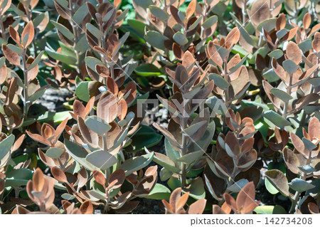 Copper Spoons succulent plant in a sunlit desert garden Copper Spoons succulent plant in a sunlit desert garden 142734208