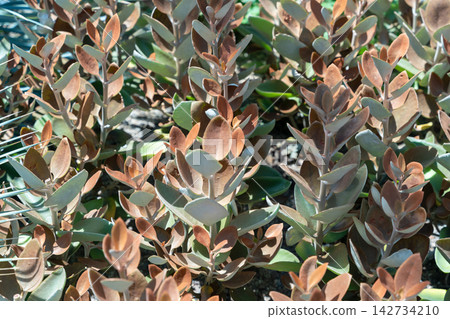 Copper Spoons succulent plant in a sunlit desert garden Copper Spoons succulent plant in a sunlit desert garden 142734210