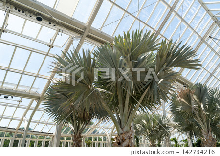 Bismarck palm trees inside a modern glass conservatory Bismarck palm trees inside a modern glass conservatory 142734216