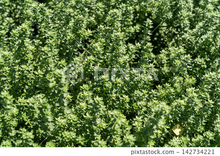 Lush green herb plant ground cover in a sunlit garden Lush green herb plant ground cover in a sunlit garden 142734221