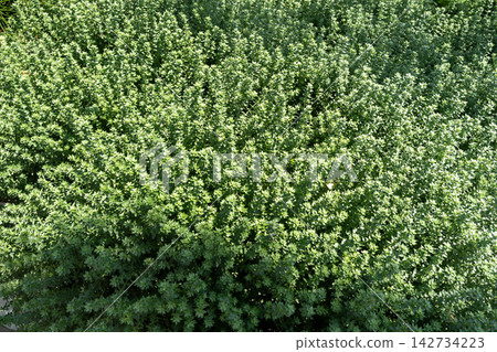 Lush green herb plant ground cover in a sunlit garden Lush green herb plant ground cover in a sunlit garden 142734223