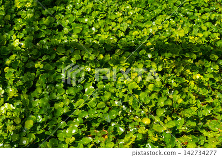 Lush aquatic ground cover in a modern conservatory water garden 142734277