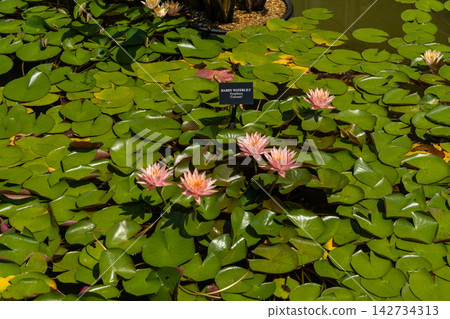 Colorful water lilies blooming in a modern conservatory pond Colorful water lilies blooming in a modern conservatory pond 142734313