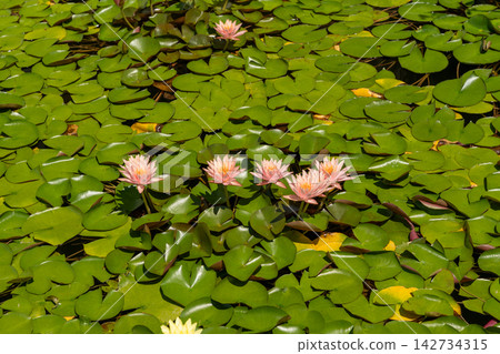 Colorful water lilies blooming in a modern conservatory pond 142734315
