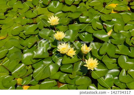 Colorful water lilies blooming in a modern conservatory pond Colorful water lilies blooming in a modern conservatory pond 142734317