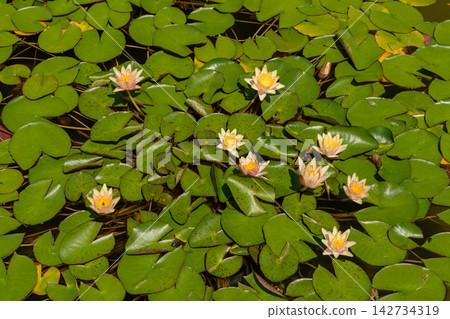 Colorful water lilies blooming in a modern conservatory pond 142734319