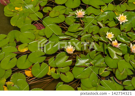 Colorful water lilies blooming in a modern conservatory pond 142734321