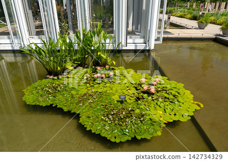 Colorful water lilies blooming in a modern conservatory pond Colorful water lilies blooming in a modern conservatory pond 142734329