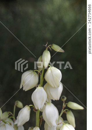 Spanish dagger Spanish dagger 142734666