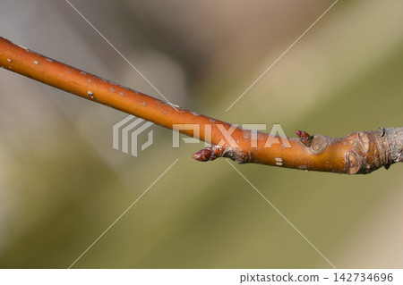 Tulip tree branch with winter buds Tulip tree branch with winter buds 142734696