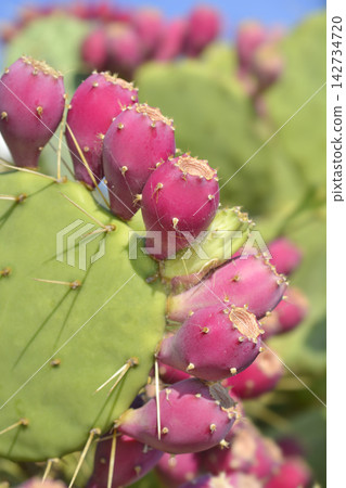 Indian fig opuntia Indian fig opuntia 142734720