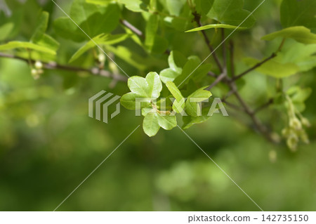 Cretan maple Cretan maple 142735150
