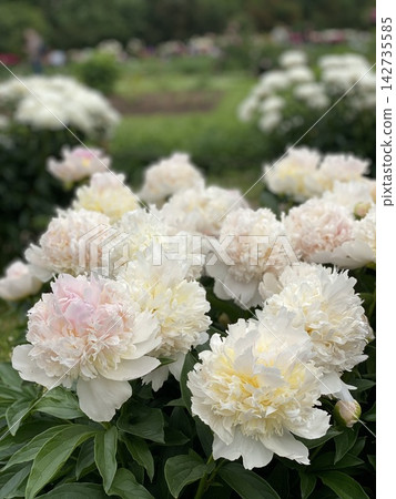 Cream and pale pink peonies blooming in lush garden beds with soft background blur and layered petals Cream and pale pink peonies blooming in lush garden beds with soft background blur and layered petals 142735585