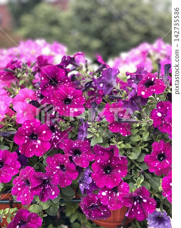 Vibrant magenta petunia flowers with water droplets blooming densely in outdoor garden setting 142735586