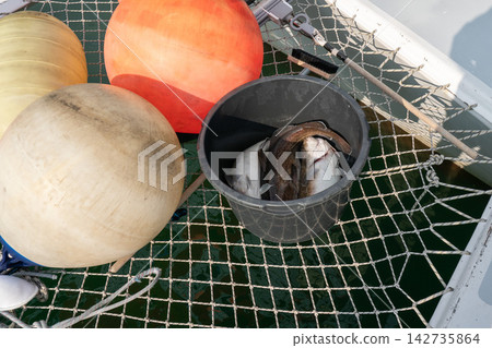 Bucket with fresh catch including cod stands on catamaran net during a sea trip in Kamchatka. Fishing, marine travel, recreational angling, adventure tourism and travel experience. Bucket with fresh catch including cod stands on catamaran net during a sea trip in Kamchatka. Fishing, marine travel, recreational angling, adventure tourism and travel experience. 142735864