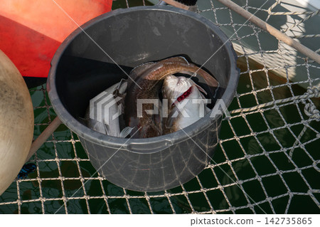 Bucket of fresh catch including cod on catamaran deck during fishing trip in Kamchatka. Sea travel, marine adventure, recreational angling, fishing tourism and outdoor journey. Bucket of fresh catch including cod on catamaran deck during fishing trip in Kamchatka. Sea travel, marine adventure, recreational angling, fishing tourism and outdoor journey. 142735865