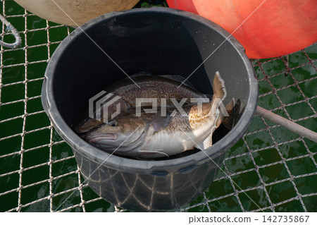 Fresh catch including cod fills a bucket on a catamaran after fishing in Kamchatka. Sea trip, marine travel, recreational fishing, travel experience, fishing tourism and outdoor adventure. Fresh catch including cod fills a bucket on a catamaran after fishing in Kamchatka. Sea trip, marine travel, recreational fishing, travel experience, fishing tourism and outdoor adventure. 142735867