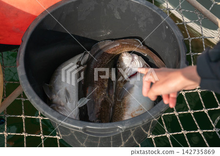 Freshly caught cod lies in a bucket with other fish as a hand points at the catch after sea fishing in Kamchatka. Recreational fishing, marine travel, fishing tourism and adventure Freshly caught cod lies in a bucket with other fish as a hand points at the catch after sea fishing in Kamchatka. Recreational fishing, marine travel, fishing tourism and adventure 142735869