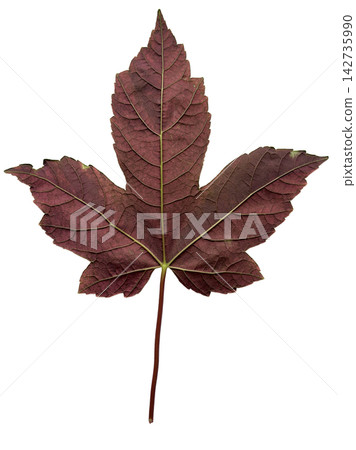 Red Maple Leaf Isolated on White Background 142735990