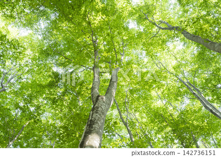 Fresh green beech forest Fresh green beech forest 142736151