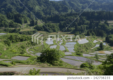 Rice paddy of Star Pass Rice paddy of Star Pass 142736155