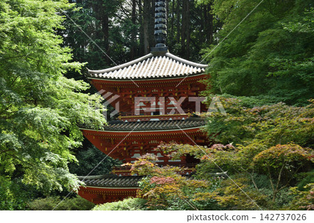 岩代寺：綠色的楓葉和三層寶塔（京都府木津川市） 142737026