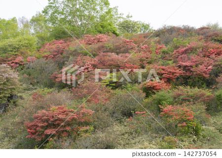 蓮月寺的花朵和新綠 蓮月寺的花朵和新綠 142737054