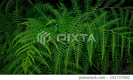 背景資料:蕨類植物 背景資料:蕨類植物 142737092