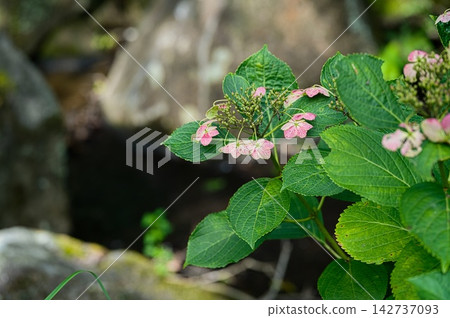 Yamah繡球花 Yamah繡球花 142737093